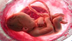 أين يتركز الجنين الذكر في الشهر الخامس وحركة الجنين في الشهر الخامس إذا كان ولد