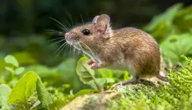 ما هو تفسير رؤية الفأرة في المنام للمتزوجة لابن سيرين؟ ورؤية الفئران في المنام للمتزوجة