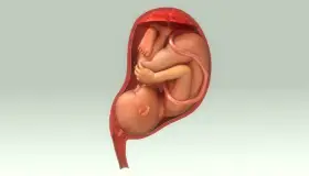 إذا نزل رأس الجنين في الحوض متى أولد؟ وشكل البطن عند نزول رأس الجنين في الحوض