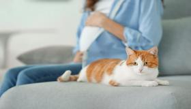 خطورة القطط على الحامل وكيفية الوقاية من داء القطط للحامل