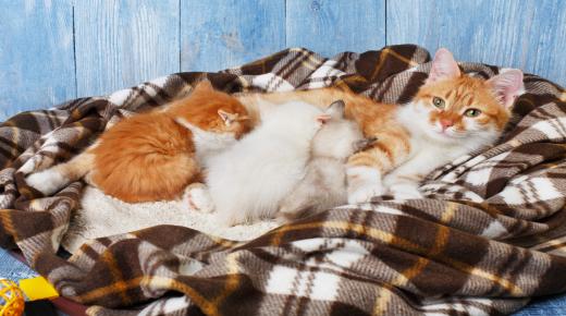 تصرفات القطط الحامل وأبرز أعراض حمل القطط لأول مرة 