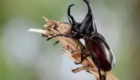 Qual è l'interpretazione di vedere mangiare scarafaggi in un sogno secondo Ibn Sirin?