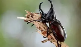 ¿Cuál es la interpretación de ver comer escarabajos en un sueño según Ibn Sirin?