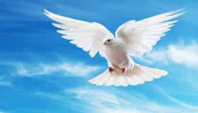Какво је тумачење сна о белом голубу за Ибн Сирина?