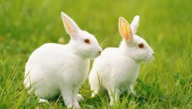 Rüyada tavşan görmenin yorumunu İbn Şirin'den öğrenin.
