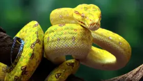 İbn Şirin'in sarı yılanla ilgili rüya tabiri