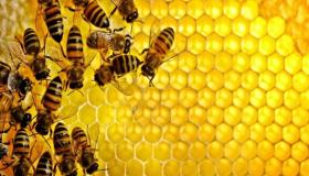 تعرف على تفسير رؤية لسع النحل في المنام لابن سيرين