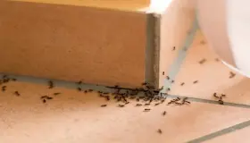 Interpretación de las hormigas en la casa en un sueño por Ibn Sirin.