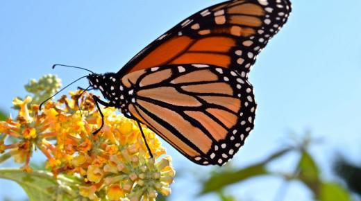 イブン・シリンによる蝶の夢を見ることの解釈について詳しく学ぶ