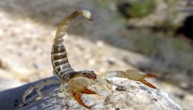 Сазнајте више о тумачењима виђења шкорпиона у сну према Ибн Сирину