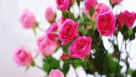 Fortolkning af at se roser i en drøm af Ibn Sirin
