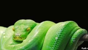 Conozca la interpretación de un sueño sobre una gran serpiente verde de Ibn Sirin