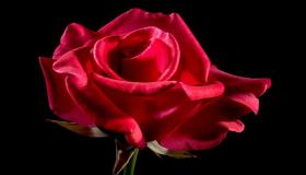 इब्न सिरीनने स्वप्नात लाल गुलाब पाहिला