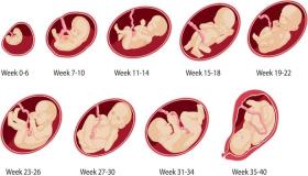 مراحل الحمل من أول اسبوع