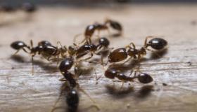 رؤية النمل الكبير في المنام لابن سيرين وكبار العلماء