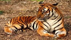 इब्न सिरिन द्वारा सपने में छोटे बाघ को देखने की सबसे महत्वपूर्ण 20 व्याख्या