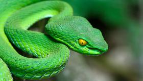 Naučte sa interpretáciu sna o zelenom hadovi od Ibn Sirina