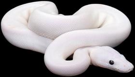 Conozca más sobre la interpretación de un sueño sobre una serpiente blanca para un hombre según Ibn Sirin