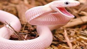 Learn about the interpretation of Ibn Sirin's dream about the pink snake