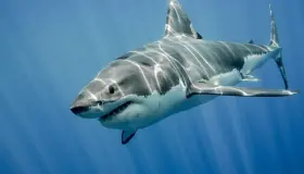What is the interpretation of seeing escape from a shark in a dream?