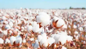 ¿Cuál es la interpretación de un sueño sobre el algodón según Ibn Sirin?